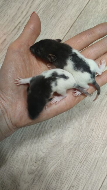 Крысы: Декоративные крыски Дамбо. Мальчик и девочка, цвет чёрно-белый
