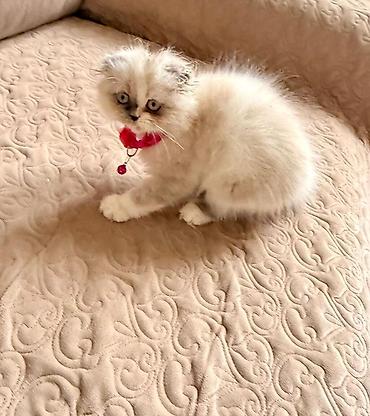 Pişiklər: Fars — 8