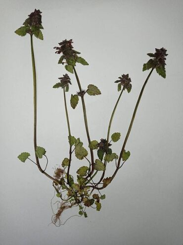 Ostali predmeti za umetnost i kolekcionarstvo: Herbarijumi za fakultete, srednje i osnovne škole -NOVO Ispresovane — 3