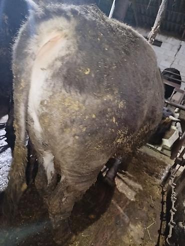 Коровы, быки: Продаю | Бык (самец) | На откорм | Привязанные — 20