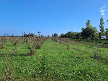 Torpaq sahələrinin satışı: Kənd təsərrüfatı — 2