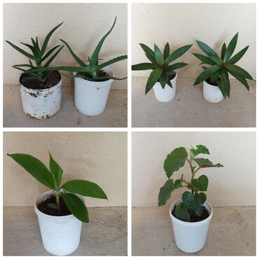şanagüllə bitkisi: Aloe,anaureyi,kaktus ətirşah ve digər güller.nomre profildə var