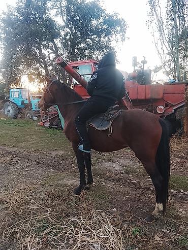 Продам с/х животных: Продаю | Жеребец | Полукровка | Рабочий — 2