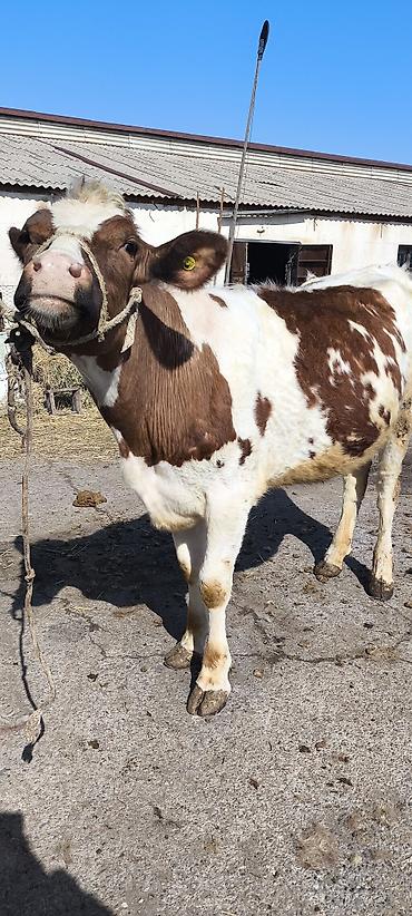 Коровы, быки: Продаю | Тёлка | Айрширская — 1