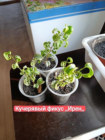 Фикусы: Комнатные растения — коллекция укоренённых саженцев и деток - Фикусы — 19