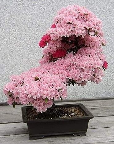 Semena i sadnice: Sakura Bonsai mini japanska trešnja seme
Cena: 550din/5 semenki — 7