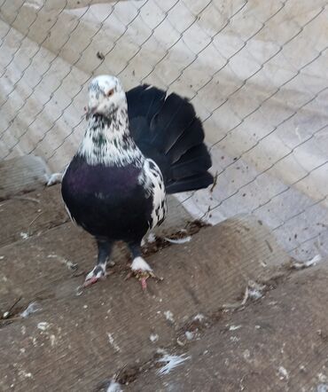 ağ dovşan: Məhsul: Bəzək üçün fiqurlu göyərçinlər - Növ: Quyruğu geniş, yelpik
