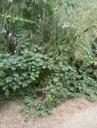 Həyət evləri və villaların satışı: 6 otaqlı, 130 kv. m, Kredit yoxdur, Yeni təmirli — 15