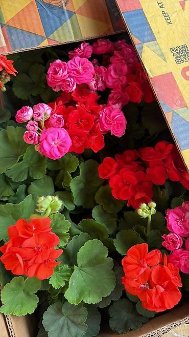 Герани и пеларгонии: Комнатные цветы в горшках — ассортименты расцветок - Цикламен — 3