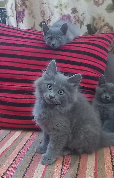Кошки: Скотиш Страйт (Шотландская прямоухая), 2 месяца, Мальчик, Серый, Приучена к лотку — 4