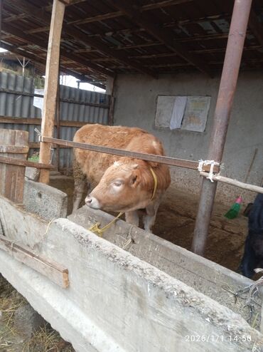 Коровы, быки: Продаю | Бык (самец) | Для разведения — 3