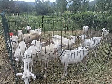 коровы швиц: Продаю | Коза (самка) | Зааненская | Для молока | Племенные — 4