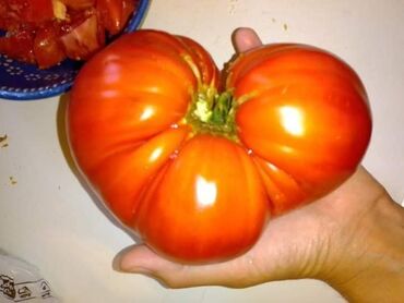 Semena i sadnice: Seme paradajza! Crveni jabučar Žuti jabučar Narandžasti jabučar — 4