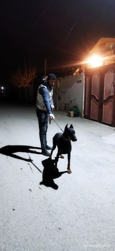 itlerin cutlesmesi: Doberman, 1 il, Erkek, Peyvəndli, Ünvandan götürmə