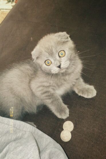 Продажа кошек: Скотиш Фолд (Шотландская вислоухая), 1 месяц, Мальчик, Серый