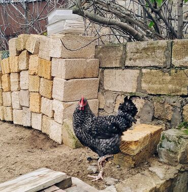 Xoruzlar: Xoruzlar her növde var qiymetler 15,17,20,25, ve 70azn çatdirilmada — 6