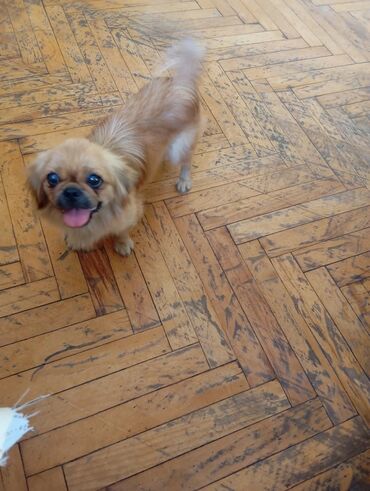 Pekines, 1 il, Dişi, Peyvəndli, Ünvandan götürmə