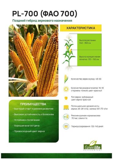 семена цветков: В наличии семена кукурузы PL-700 (ФАО 700) Поздний гибрид зернового