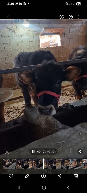 Коровы, быки: Продаю | Бык (самец) | Полукровка | На откорм | Привязанные — 11