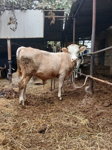 Inəklər, öküzlər: Danalar satılır damazlıq ve etlik unvan Bine qesebezi — 20
