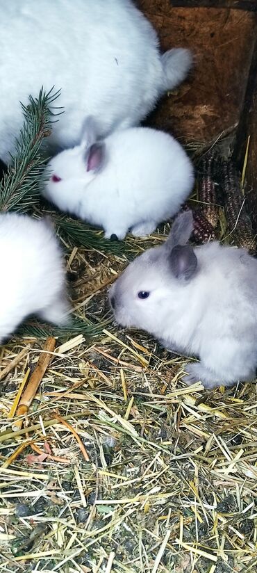 Кролики: Продаю | Крольчата — 10