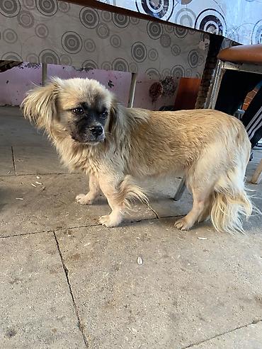 it pekines: Pekines, 2 il, Dişi, Ünvandan götürmə — 5