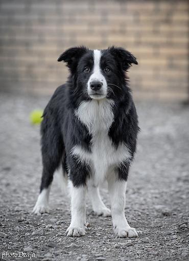 dogs: BORDER COLLIE ŠTENCI – ČOKOLADNI, RED MERLE I CRNO-BELI Sa ponosom — 5