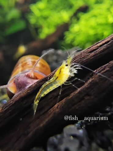 рыбка аквариум: Креветки! Прекрасные жители аквариума. Все фото и видео сделаны нами!