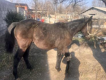 Лошади, кони: Продаю | Жеребец | Рабочий | Осеменитель — 4