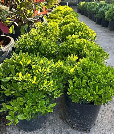 Pitosforum (Pittosporum tobira “Nana”) – dekorativ həmişəyaşıl kol -