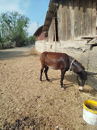 Eşşəklər: Məhsul: Eşşək

 quzukimi heyvandi tank kimde arabani cekir — 3