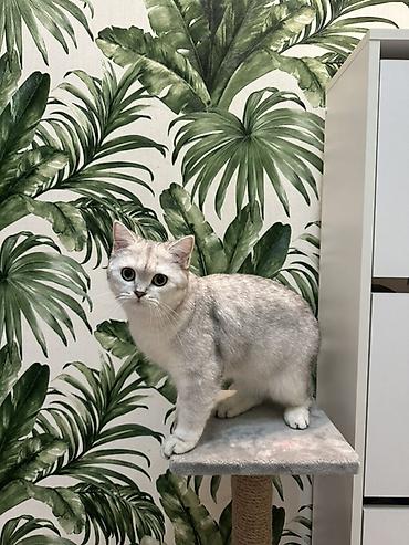 кошка британская длинношерстная: Скотиш Страйт (Шотландская прямоухая), 3 года, Девочка, Серебристая шиншилла, Приучена к лотку — 1