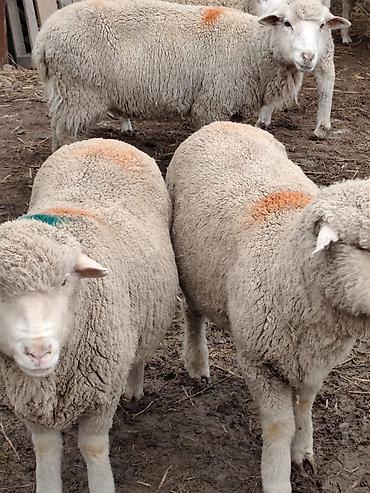 Баран, овца: Продаю | Овца (самка), Ягненок, Баран (самец) | Меринос — 6