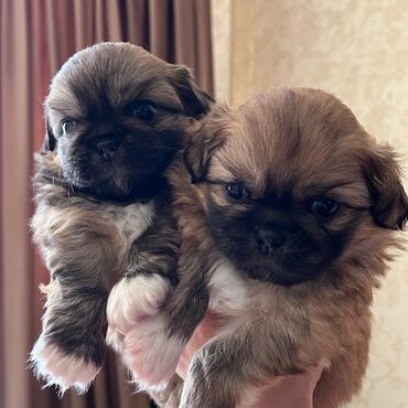 İtlər: Pekines, 1 ay, Dişi, Ünvandan götürmə