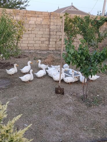 Digər quşlar: Təmizlənmiş çəkisi 2 kiloqram və daha çox. Rəngli ördəklər də var