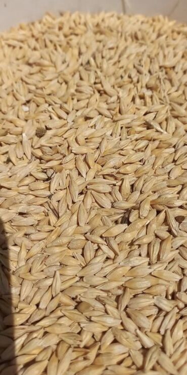 порошок из дождевых червей купить: Уруктар: Арпа, Өзү алып кетүү