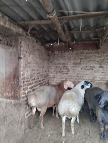 Баран, овца: Продаю | Баран (самец) | Арашан | Для разведения | Осеменитель — 11