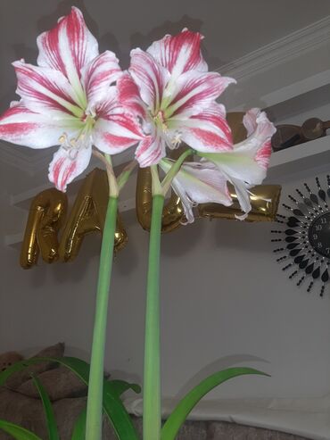 difenbahya bitkisi haqqında: Bu zolaqlı amaryllis bitkisi böyük, cəlbedici çiçəklərə malikdir. Hər