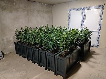 bağ üçün: 🌿 HAZIR TAXTA DİBÇƏKLƏR – SİFARİŞƏ HAZIR! 🌿 🏡 Ev, bağ, teras, balkon — 1