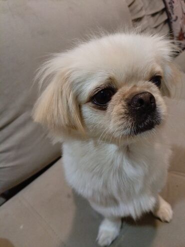 kanqal iti satilir: Pekines, 2 ay, Dişi, Peyvəndli, Ünvandan götürmə