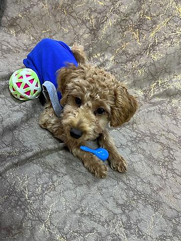 Heyvanlar üçün digər mallar: Toy Poodle, erkək, 4 aylıq. - Vaksinləri vurulub - Qurd dərmanı və — 2