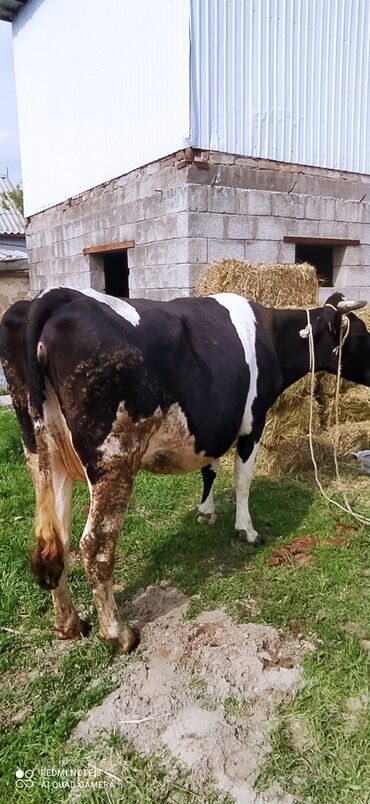 животные корова: Продаю | Корова (самка) | Для молока | Племенные, Стельные, Искусственник