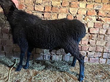 Баран, овца: Продаю | Овца (самка) | Для разведения | Племенные — 9