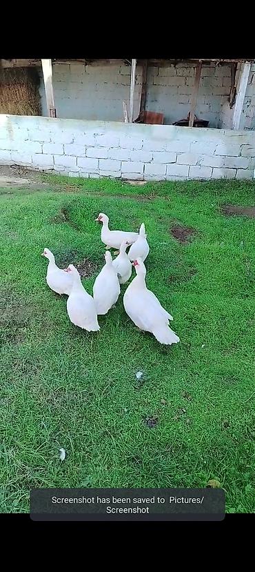 erkek pişik: Ana Lal ördəklər satılır istəyən olsa yazsın videosunu atım baxın real — 3