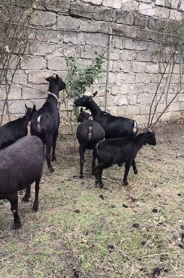 Keçi, çəpiş: Təmiz orginal murciyano keçiləri yetik boğazdılar 6 dənə keçidi — 6