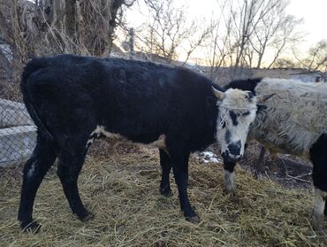 Коровы, быки: Продаю | Бык (самец) | Привязанные — 3