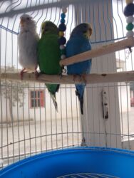 Oyuncaqlar: Quşlar satılır.Hazır cütlüklər,3 dəfə bala veriblər,indidə yumurtaya -da lalafo.az — 3 Oyuncaqlar: Quşlar satılır.Hazır cütlüklər,3 dəfə bala veriblər,indidə yumurtaya — 3