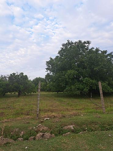060 hansi rayondu: 14 sot, Kənd təsərrüfatı, Kupça (Çıxarış) — 2