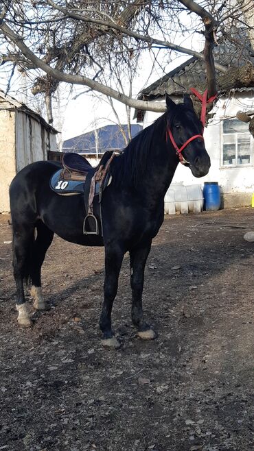 Лошади, кони: Продаю | Конь (самец) | Конный спорт — 2