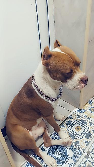 İtlər: Pitbul, Erkək — 5